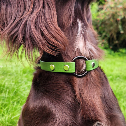 Bertie Dog Collar Olive - Front sprung O-Ring on dogs neck