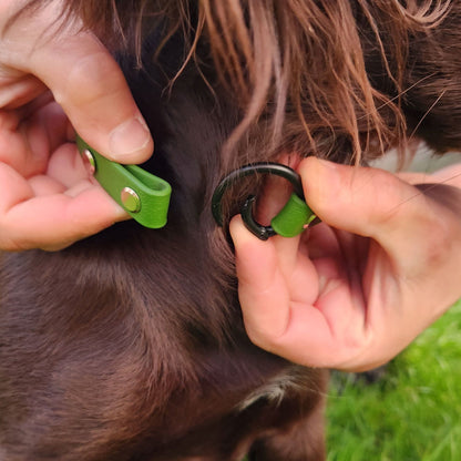 Bertie Dog Collar Olive - Front sprung O-Ring open