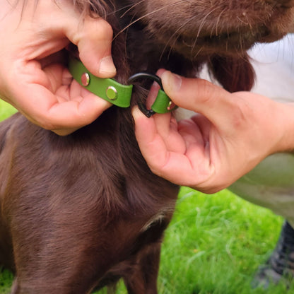 Bertie Dog Collar Olive - Front sprung O-Ring unhooked