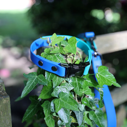 Mabel clasp dog collar blue and aqua - Front