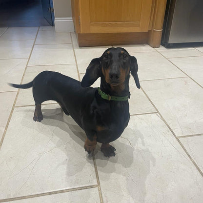 Walter Dog Collar Olive and Dark Brown - Front worn by dog