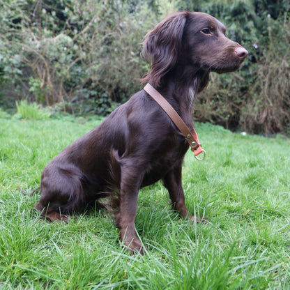 Willow Dog Slip Collar - Apricot and Dark Brown - Front worn by dog