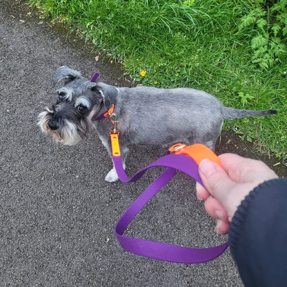 The Winnie Dog Lead Purple and Orange - handle and modelled by dog